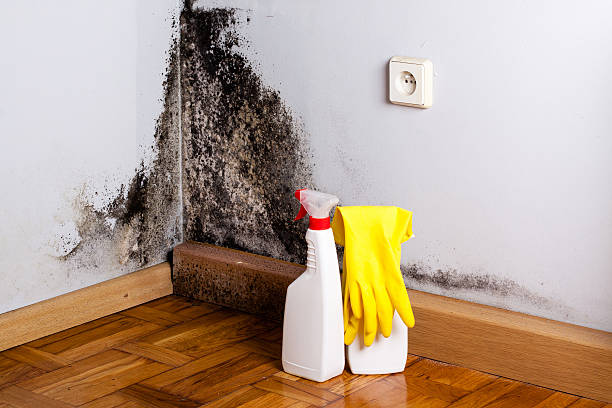 Environmental Consulting for Mold Prevention in West Tawakoni, TX